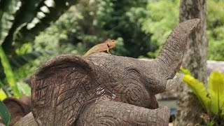 Поцелуй со слоником; кормим слоника. A kiss with an elephant; we feed the elephant