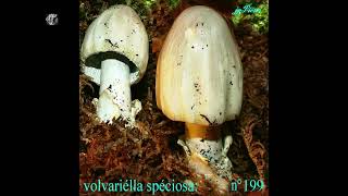 Volvariella spesiosa. Champimaginatis. English Text.