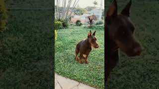 #cãodeguarda #dog #doguealemao #doglover #dobermanlove #dobermann #dobermann #puppy #dogueiros #pet