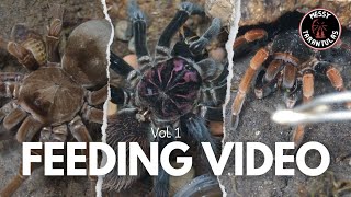 Tarantula Feeding vol. 1