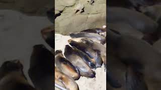 a big pile of seals on a beach