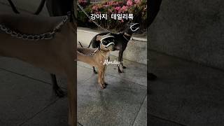 우리는 패셔니스타 #이탈리안그레이하운드