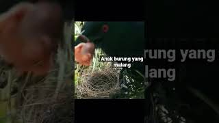 anak burung yang malang. anak burung di makan induk burung yg sadis