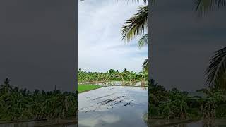 Rice field! #agricoolture #highlights #appleorchard #happy