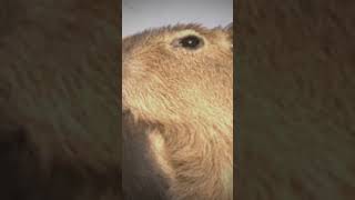 Here’s a vid Happy new years🎉🥳#capybara