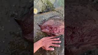 Crazy sea creature found while fishing!