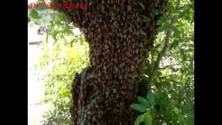 A swarm of honey bees طرد نحل عسل