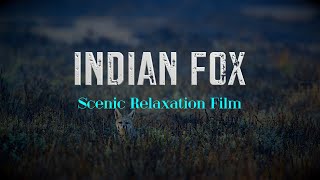 Indian #fox Scenic Relaxation Film #nature #wildlife #india #travel #explore #naturelovers #kutch