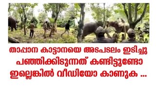 കാട്ടാനയെ പഞ്ഞിക്കിട്ടു താപ്പാന .... wild elephant vs kumki