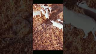 ভেড়ার পালের ভিডিও | #short #shortvideo #village #animals #shortsvideo  #sheep, mostofa93,