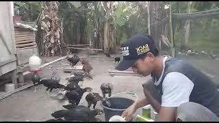 CARA PAKAI VITERNA UNTUK AYAM KAMPUNG