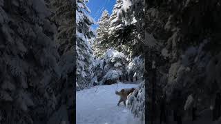 Kanalıma abone olmayı unutmayın:) #snow #kar #nature #karyağışı #karlıhava #doğa #doğasever #dog