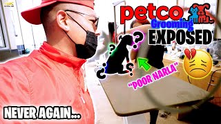 Petco Grooming Exposed Yorkie