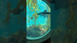 Leopard Shark in Monterey Aquarium #toddler #aquarium #shark