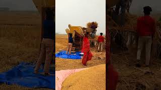 dhan jhardai #shorts #ytshorts @katelyubaraj972