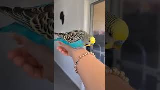 Smart and lovely little budgies #part-1