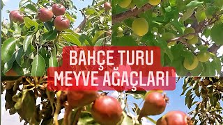 Bahçe Turu | Meyve Ağaçları