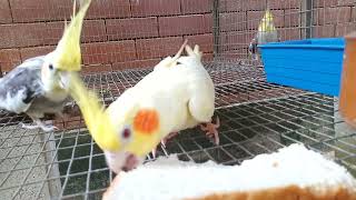 Cockatiels eating bread