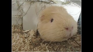 Cavia eet camera op..................Nee gewoon nieuwsgierig