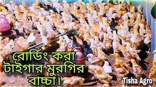 বোডিং করা টাইগার মুরগির বাচ্চা 😍 / টাইগার মুরগির বাচ্চা গুলোকে কি কি ভ্যাকসিন করলাম?/ Tisha Agro