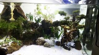 Upgrade tank aquascape 40x30 #7