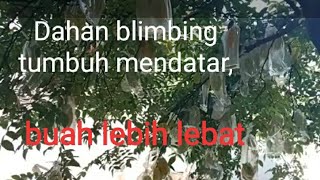 Pruning tanaman blimbing, tumbuh mendatar, meng-kompos