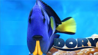 Dorime Dawg but it’s Dory