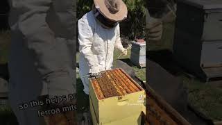 Getting bees ready for spring #beekeeper