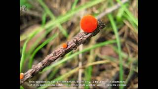 Pseudopithyella minuscula. Champimaginatis. English Text.