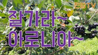 아로니아 농사의 끝 답정뽑(답은 정해져 있고 아로니아 너는 뽑히면 돼)