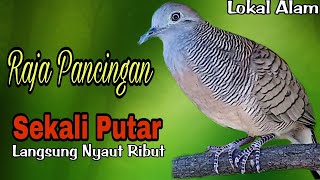 PANCINGAN PERKUTUT LOKAL// RAJA PANCINGAN PALING AMPUH SEKALI PUTAR BIKIN LAWAN LANGSUNG NYAUT RIBUT