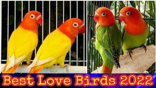 Best Love Birds 2022 | Top Love Birds In Pakistan | Khan Birds Collection