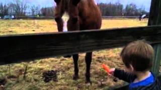 Bryce feeding the horses