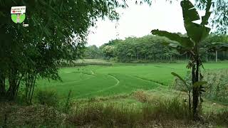 Suasana Kampung Dan Alam Pedesaan Sore Hari Bikin Betah