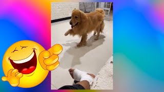 【FUNNY VIDEO】DOG MAKING FUN OF OWNERS BROKEN LEG!!!🤣