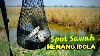 MANCING NILA SAWAH DI MUSIM KEMARAU