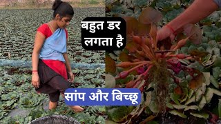 किसान का मेहनत और दर्द 😱Water chestnut 🌰 (सिंघाड़ा) Farming || शॉप और बिच्छू का डर