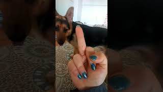 odin's regret for me #dog #love  #joker #عشق #طنز #چالش #challenge #callofduty #asmr