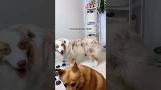 Dog tells owner what's happening  #flambothedog #myanimal