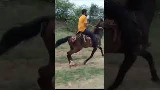 Sindhi Horse| Running