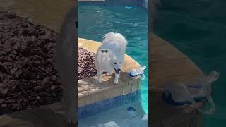 American Eskimo Dog at the pool