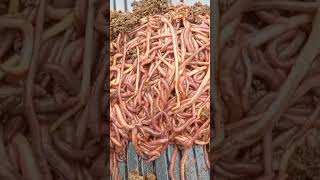 red wigglars #vermicompost #wormicompost