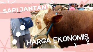 Sapi Jantan Harga Ekonomis Di Pasar Sapi Banjarnegara Terbaru