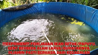 PEMIJAHAN IKAN BETOK/PAPUYU BERBEDA GENT, DIPASTIKAN DAN DI JAMIN BERHASIL TANPA KEGAGALAN