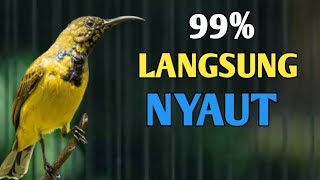 99% LANGSUNG NYAUT, PANCINGAN SOGON BIAR GACOR