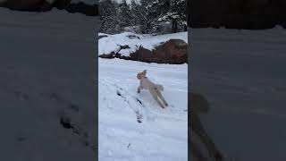 Dog Playing Snow Gothenburg Sweden.....