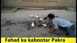 Kisi ka kabootar Aya Chat mein...