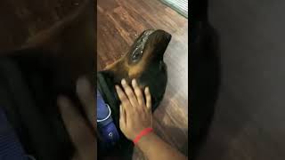 Dangerous Rottweiler | Don’t mess up with him 🤣#rottweiler #doglover #traineddogs