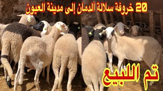 تم على بركة الله بييع 20 خروفة الى مدينة العيون ..الله اسخر لملاهم ويبارك ليه