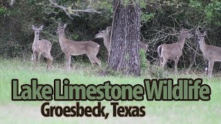 Lake Limestone Free Campsite, Wildlife